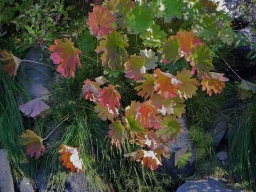 At the edge of the stream